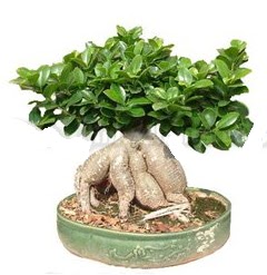 Japon a�ac� bonsai saks� bitkisi  Ankara Esertepe Mahallesi cicek