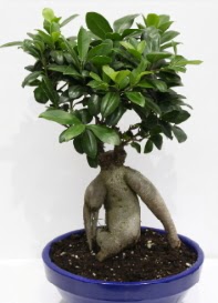 bonsai japon a�ac� saks� �i�e�i  Ankara Bas�nevleri Mahallesi �i�ek sipari�i 