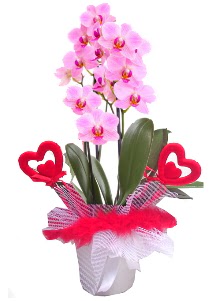 2 dall� mor orkide 2 kalp �ubuk  Ankara Atapark Mahallesi anneler g�n� �i�ek yolla 