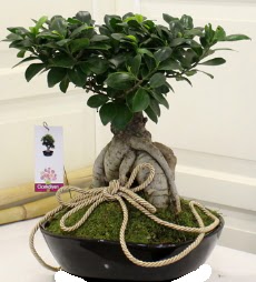 Japon a�ac� bonsai sat���  Ankara Bas�nevleri Mahallesi �i�ek sipari�i 