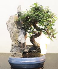 Japon a�ac� bonsai saks� bitkisi sat���  Ankara Kanuni Mahallesi g�venli h�zl� �i�ek 