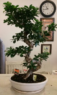 100 cm y�ksekli�inde dev bonsai japon a�ac�  Ankara A�a��e�lence Mahallesi cicekciler 