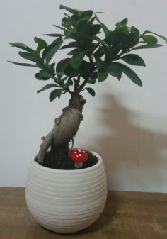 Bonsai japon a�ac� saks� �i�e�i  Ankara Sanatoryum �i�ek ma�azas� 