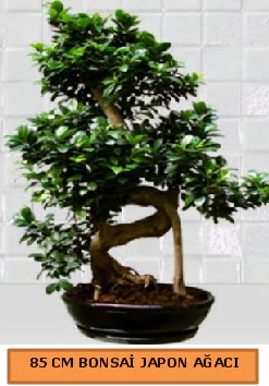 85 CM Japon a�ac� Bonsai saks� bitkisi  Ankara �efkat Mahallesi �i�ek online 