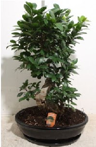 75 CM Ginseng bonsai Japon a�ac�  Ankara Atapark Mahallesi anneler g�n� �i�ek yolla 