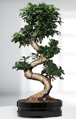 90 CM Japon A�ac� Bonsai saks� �i�e�i  Ankara Ba�lum �i�ek sipari�i sitesi 
