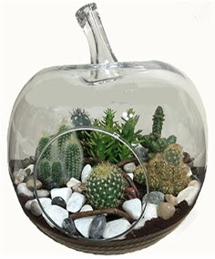 Terrarium tanzim elma camda 5 kakt�s  Ankara Ufuktepe Mahallesi yurti�i �i�ek sipari�i 