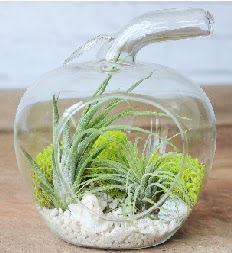Elma terrarium k���k boy 2 kakt�s  Ankara Ovac�k Mahallesi �i�ek sipari�i vermek 