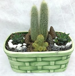 Seramik i�erisinde 5 kakt�sl� terrarium  Ankara Sanatoryum �i�ek ma�azas� 