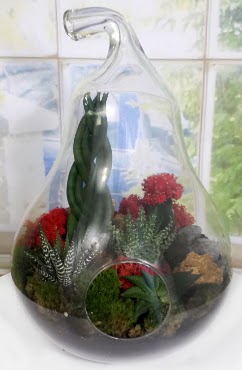 5 adet kakt�s orta boy armut terrarium  Ankara Ufuktepe Mahallesi yurti�i �i�ek sipari�i 