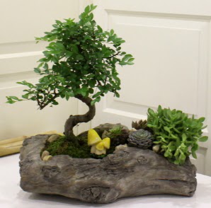 A�a� k�t�k i�erisinde Bonsai ve Kakt�s  Ankara Kanuni Mahallesi g�venli h�zl� �i�ek 