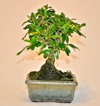 Zelco bonsai saks� bitkisi  Ankara Bas�nevleri Mahallesi �i�ek sipari�i 