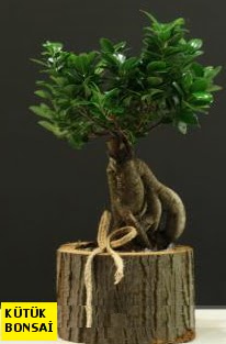 K�t�k i�erisinde Bonsai japon a�ac�  Ankara Ovac�k Mahallesi �i�ek sipari�i vermek 