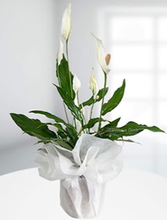 Spathiphyllum �i�e�i Bar�� �i�e�i  Ankara Kalaba �i�ek�i  