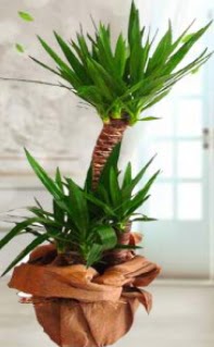 2 li yucca saks� �i�ek bitkisi  Ankara Ufuktepe Mahallesi yurti�i �i�ek sipari�i 