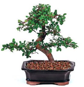 �thal bonsai japon a�ac�  Ankara Ufuktepe Mahallesi yurti�i �i�ek sipari�i 