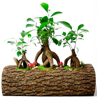 Do�al k�t�k i�inde 3 Bonsai Japon a�ac�  Ankara Kanuni Mahallesi g�venli h�zl� �i�ek 