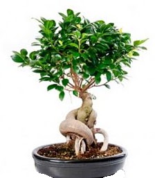 Bonsai japon a�ac� seramik i�inde  Ankara G��l�kaya Mahallesi kaliteli ucuz �i�ekler 