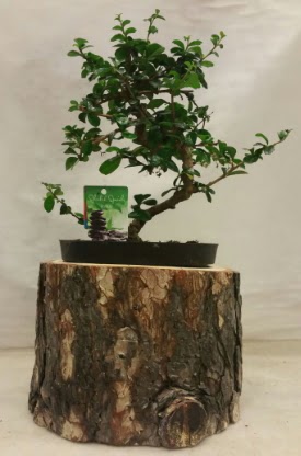 Do�al k�t�k i�inde bonsai japon a�ac�  Ankara A�a��e�lence Mahallesi cicekciler 