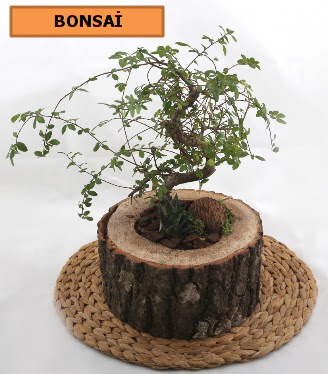 Do�al a�a� k�t�k i�erisinde bonsai bitkisi  Ankara Sanatoryum �i�ek ma�azas� 