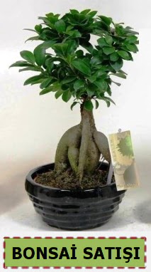Bonsai japon a�ac� ginseng bonsai  Ankara 23 Nisan Mahallesi �i�ek�i ma�azas� 