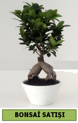Bonsai japon a�ac� sat���  Ankara Bas�nevleri Mahallesi �i�ek sipari�i 