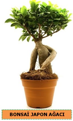 Bonsai japon a�ac� sat���  Ankara Bas�nevleri Mahallesi �i�ek sipari�i 