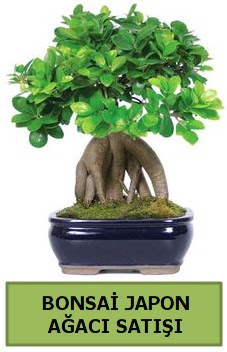 Bonsai japon a�ac� sat���  Ankara P�narba�� Mahallesi sevgilime hediye �i�ek 