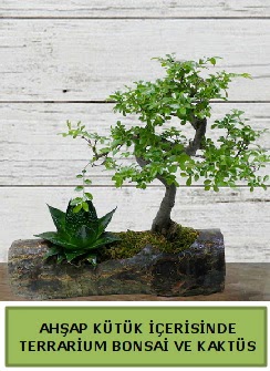 Ah�ap k�t�k bonsai kakt�s teraryum  Ankara Ovac�k Mahallesi �i�ek sipari�i vermek 