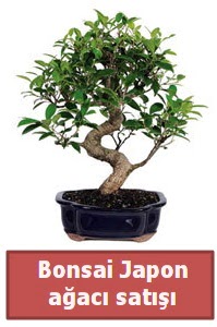 Japon a�ac� bonsai sat���  Ankara Ufuktepe Mahallesi yurti�i �i�ek sipari�i 
