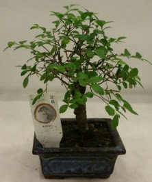 Minyat�r ithal japon a�ac� bonsai bitkisi  Ankara P�narba�� Mahallesi sevgilime hediye �i�ek 