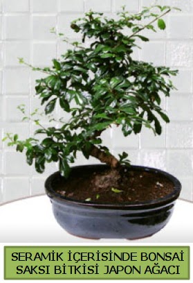Seramik vazoda bonsai japon a�ac� bitkisi  Ankara Ufuktepe Mahallesi yurti�i �i�ek sipari�i 