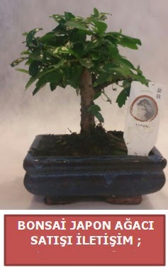Japon a�ac� minya�r bonsai sat���  Ankara P�narba�� Mahallesi sevgilime hediye �i�ek 