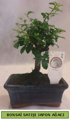 Minyat�r bonsai a�ac� sat���  Ankara Esertepe Mahallesi cicek