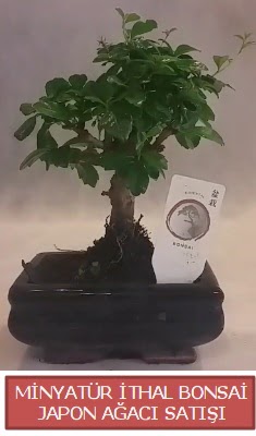 K���k g�rsel bonsai japon a�ac� bitkisi  Ankara Etlik Mahallesi �i�ek servisi 