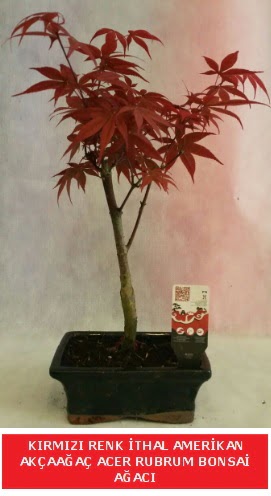 �THAL ACER RUBRUM BONSA� A�ACI  Ankara Sanatoryum �i�ek ma�azas� 