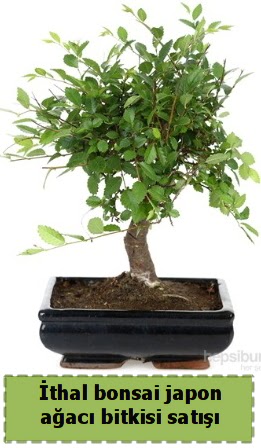 �thal bonsai saks� �i�e�i Japon a�ac� sat���  Ankara A�a��e�lence Mahallesi cicekciler 