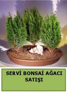 BONSA� 3 L� SERV� BONSA� A�ACI  Ankara �i�ekli Mahallesi Oran 14 �ubat sevgililer g�n�