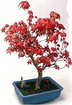 Amerikan ak�aa�a� bonsai bitkisi  Ankara Emrah Mahallesi �i�ek g�nderme 