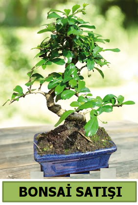 �am bonsai japon a�ac� sat���  Ankara P�narba�� Mahallesi sevgilime hediye �i�ek 