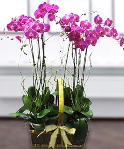 7 dall� mor lila orkide  Ankara Sanatoryum �i�ek ma�azas� 