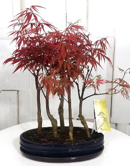 5 adet japon ak�aa�a� bonsai �i�e�i  Ankara P�narba�� Mahallesi sevgilime hediye �i�ek 