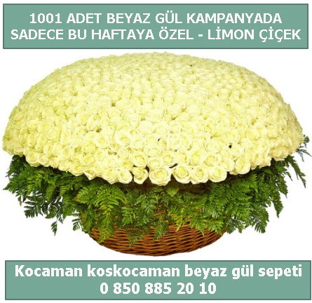 1001 adet beyaz g�l sepeti �zel kampanyada  Ankara Sanatoryum �i�ek ma�azas� 