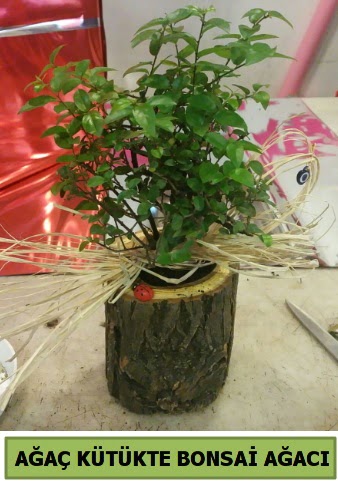 Do�al a�a� k�t�k i�erisinde bonsai a�ac�  Ankara Sanatoryum �i�ek ma�azas� 
