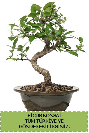 Ficus bonsai  Ankara Sanatoryum �i�ek ma�azas� 