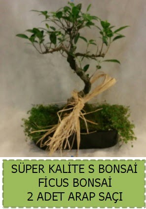 Ficus S Bonsai ve arap sa��  Ankara �i�ekli Mahallesi Oran 14 �ubat sevgililer g�n�