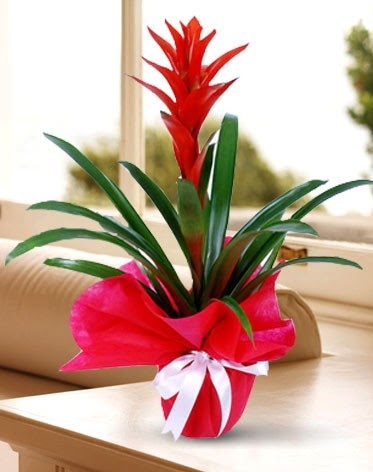 Guzmanya Saks� �i�e�i  Ankara Emrah Mahallesi �i�ek g�nderme  