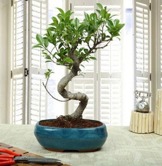 Amazing Bonsai Ficus S �thal  Ankara Ovac�k Mahallesi �i�ek sipari�i vermek 
