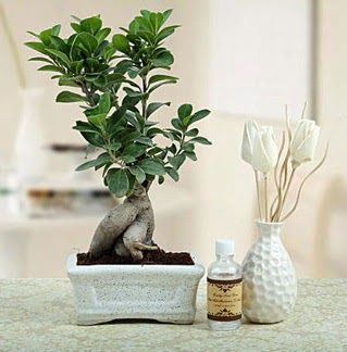 Ginseng ficus bonsai  Ankara G��l�kaya Mahallesi kaliteli ucuz �i�ekler 