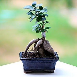 Marvellous Ficus Microcarpa ginseng bonsai  Ankara Yayla Mahallesi �i�ek yolla 